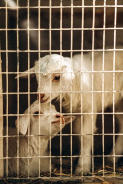 image of Goat farming