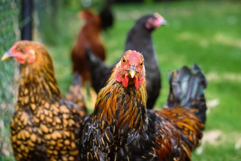 image of business poultry farming