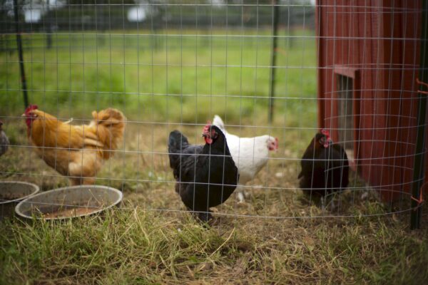 image of Poultry Farming